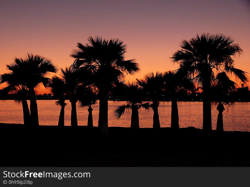 Sky, Sunset, Palm Tree, Arecales