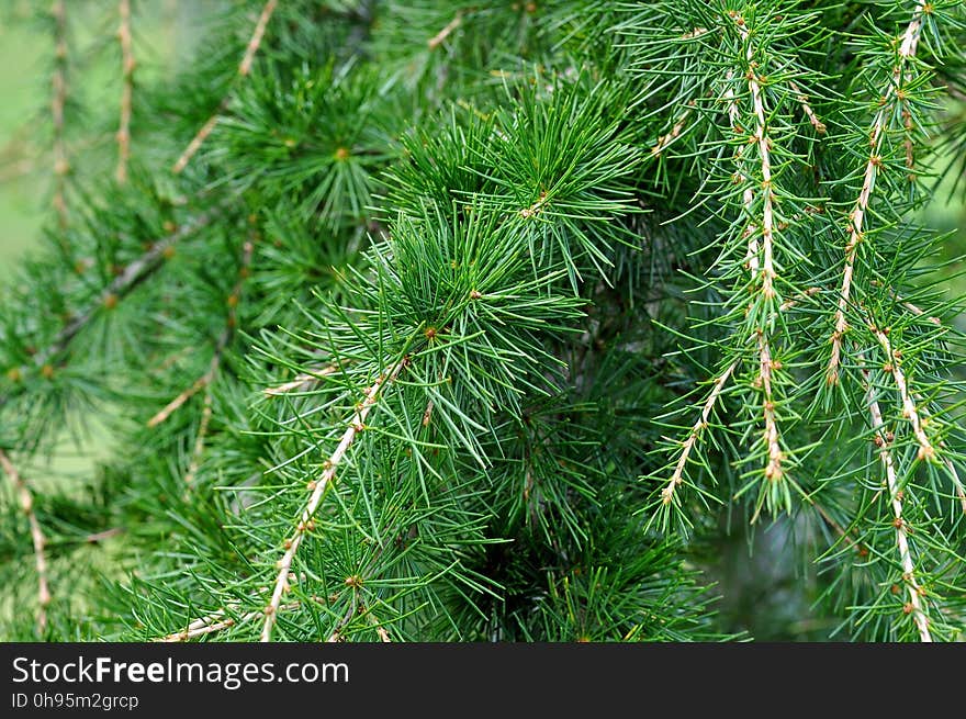 Tree, Ecosystem, Pine Family, Vegetation