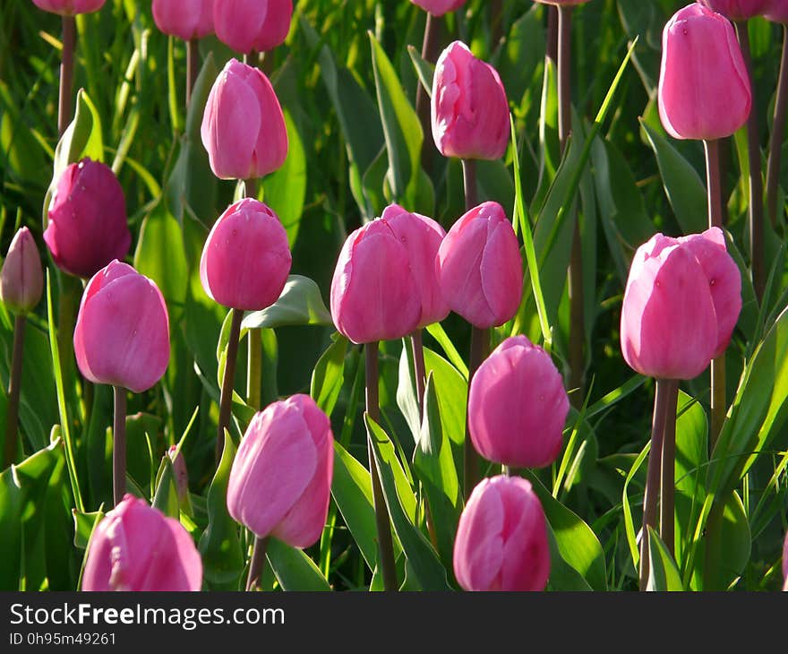 Flower, Plant, Tulip, Flowering Plant