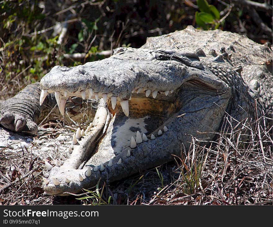 Crocodilia, Reptile, American Alligator, Alligator