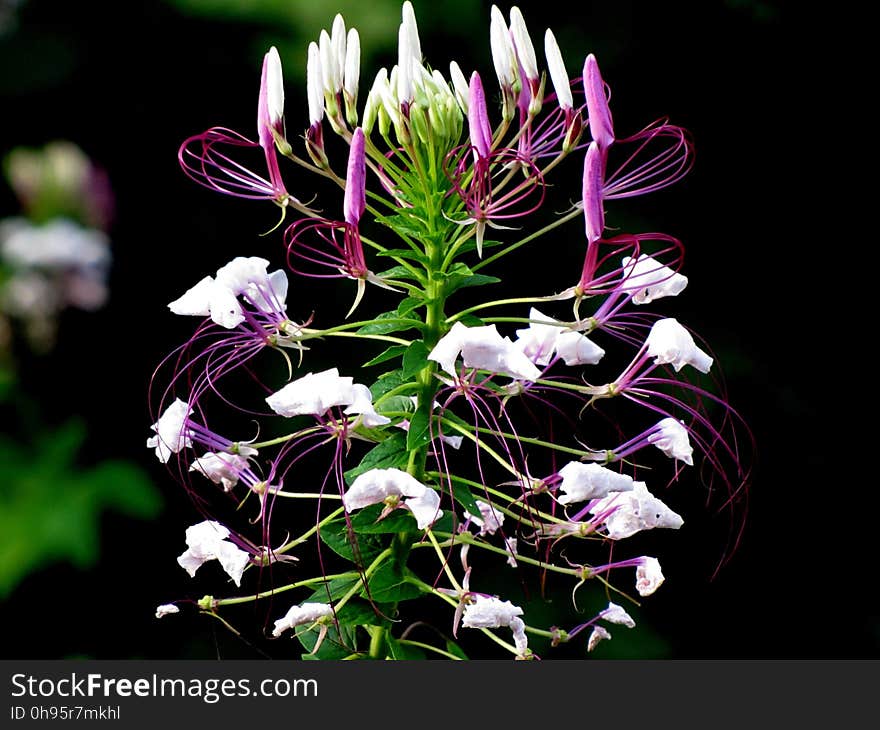 Flower, Plant, Flora, Flowering Plant