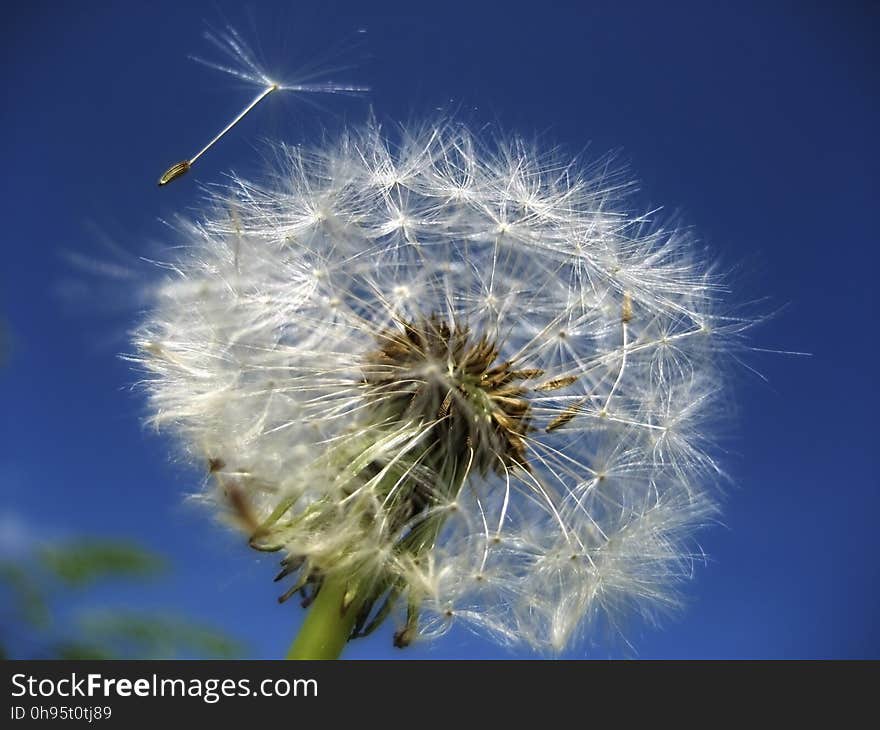 Sky, Dandelion, Flower, Close Up