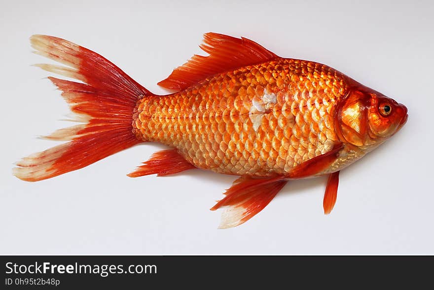 Orange, Goldfish, Fish, Bony Fish