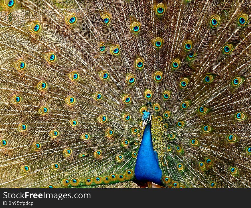 Peafowl, Galliformes, Feather, Bird