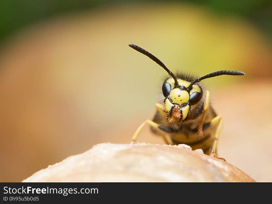 Insect, Wasp, Macro Photography, Invertebrate