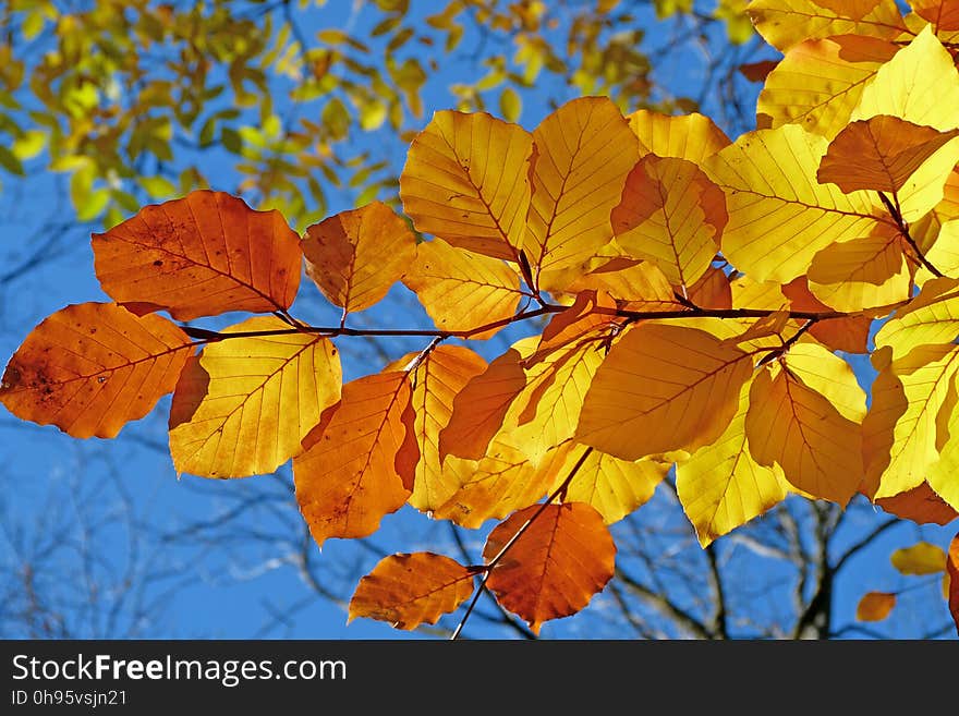 Leaf, Autumn, Deciduous, Branch