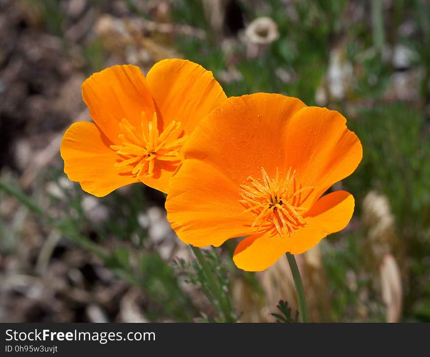 Flower, Eschscholzia Californica, Wildflower, Plant