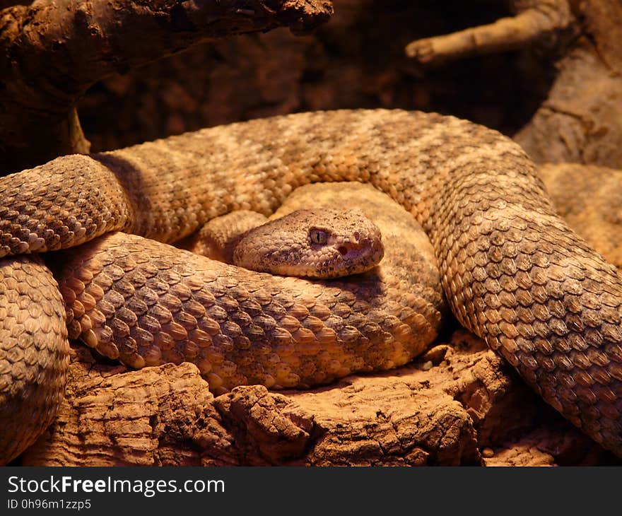 Snake, Scaled Reptile, Reptile, Serpent