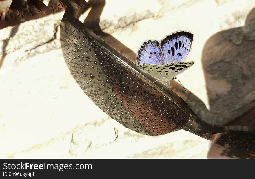 Butterfly And Sunglasses