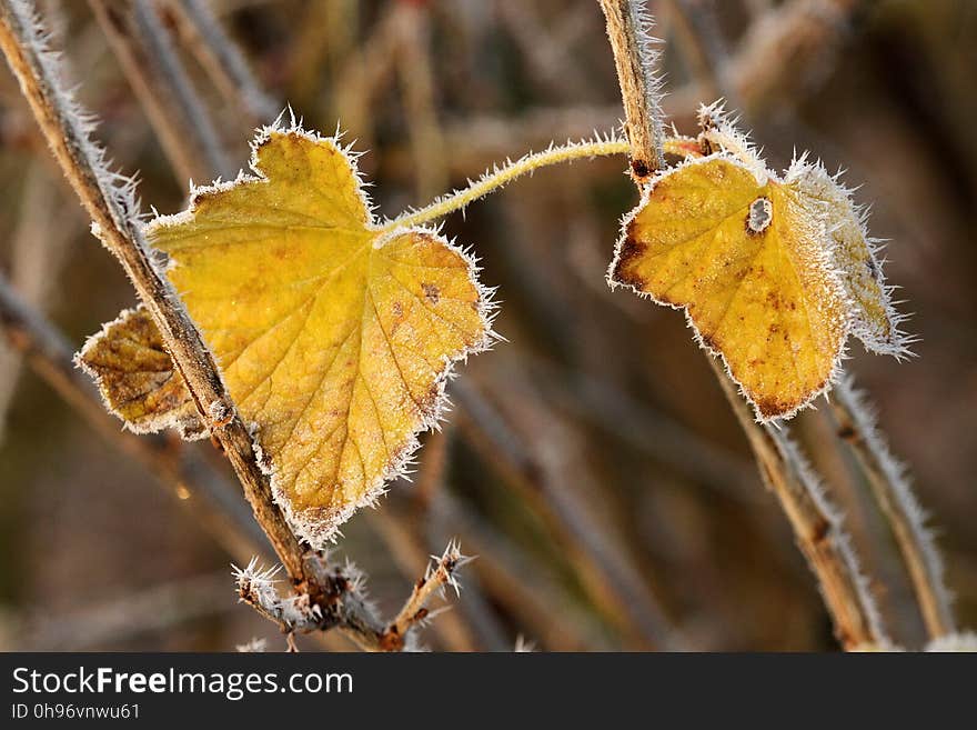 Leaf, Branch, Twig, Plant Stem