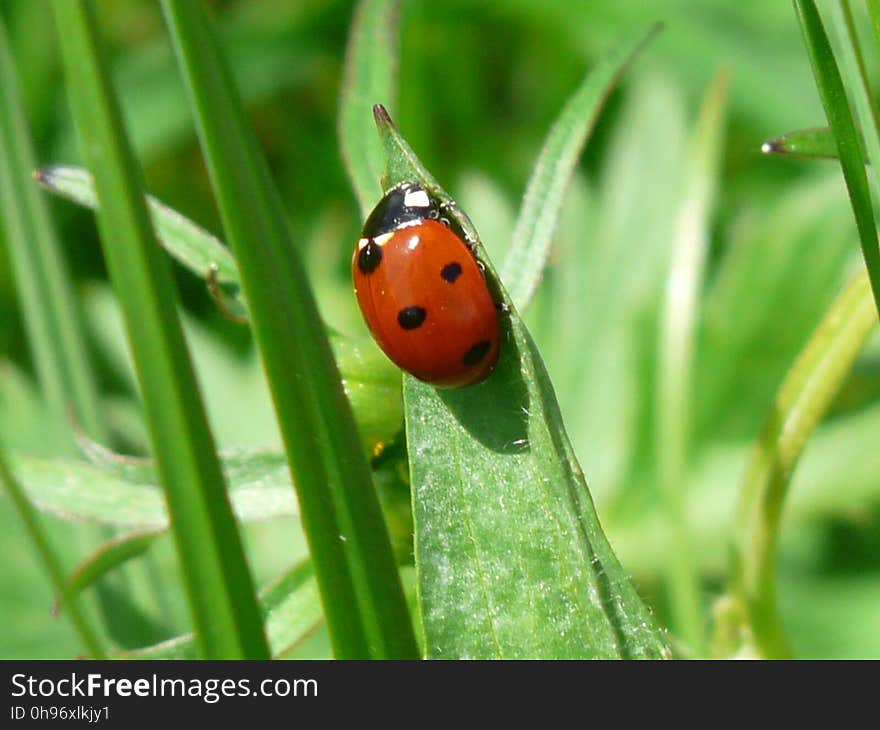 Insect, Ladybird, Beetle, Fauna