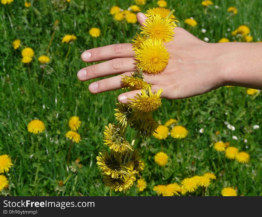 Flower, Yellow, Dandelion, Chamaemelum Nobile