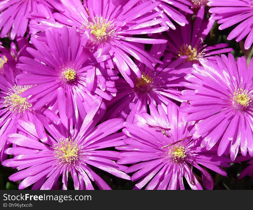 Flower, Aster, Purple, Ice Plant