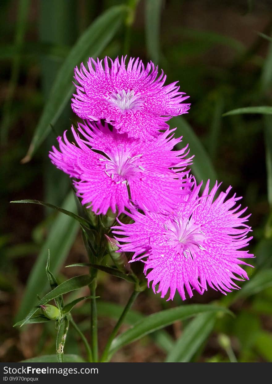 Flower, Plant, Flora, Purple