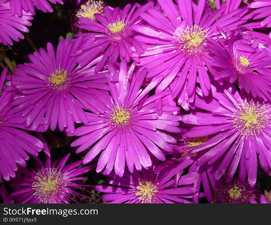 Flower, Aster, Purple, Ice Plant