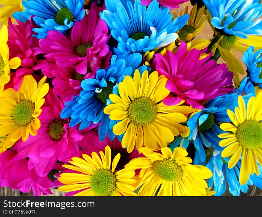 Flower, Yellow, Cut Flowers, Flowering Plant