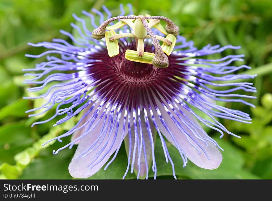 Flower, Passion Flower, Plant, Purple Passionflower