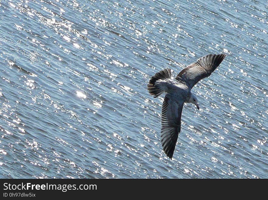 Water, Fauna, Bird, Seabird