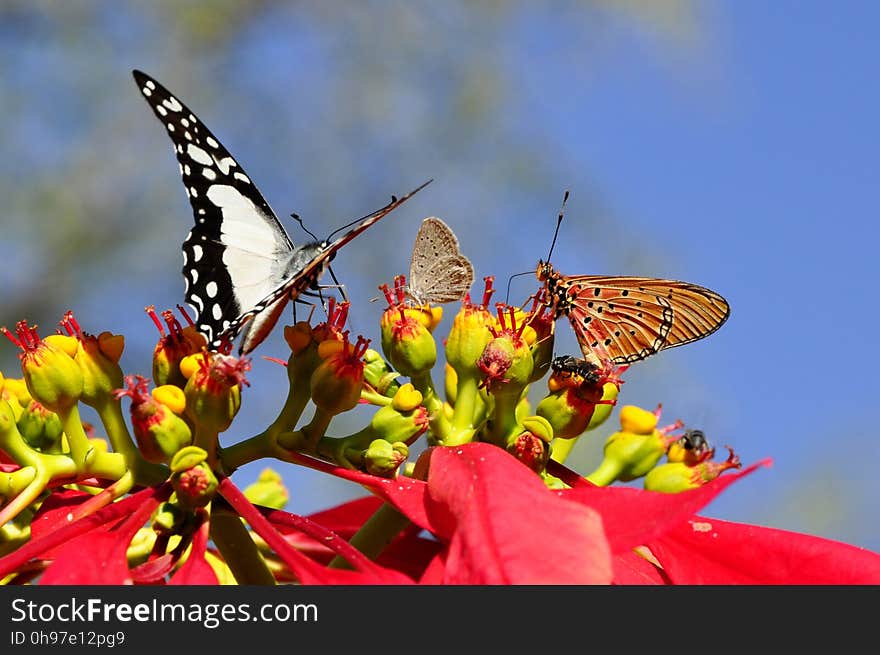 Butterfly, Moths And Butterflies, Insect, Brush Footed Butterfly