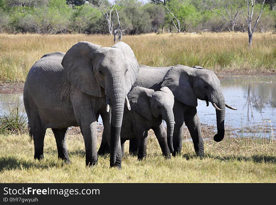 Elephant, Elephants And Mammoths, Wildlife, Terrestrial Animal