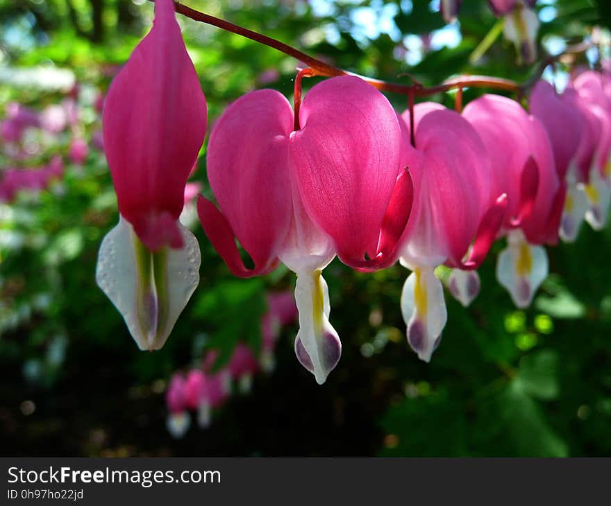 Flower, Plant, Flora, Pink