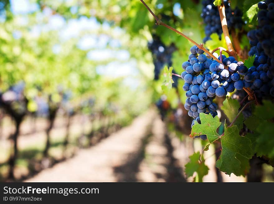 Grape, Grapevine Family, Vitis, Fruit