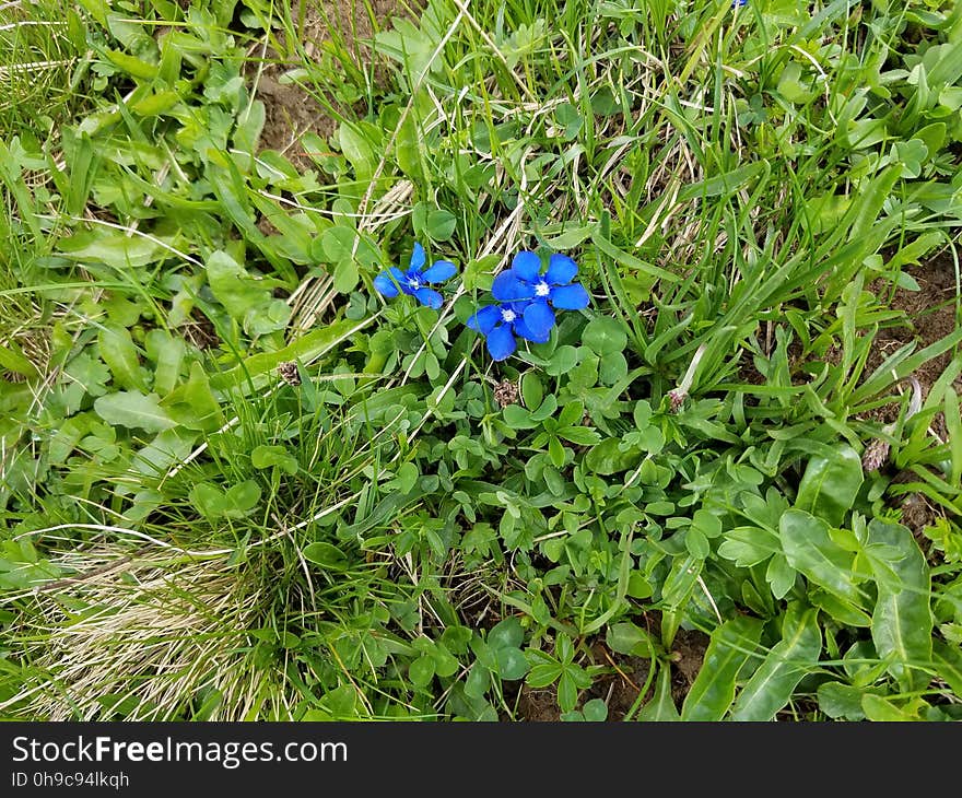 Spring gentian &#x28;Gentiana verna&#x29; in the Swiss Alps