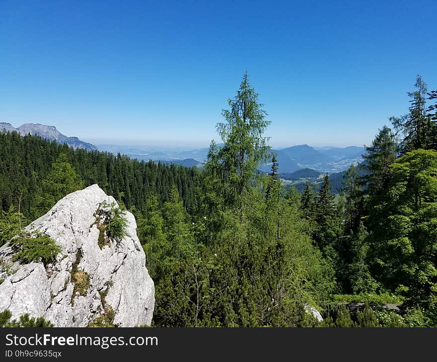 Bavarian forests