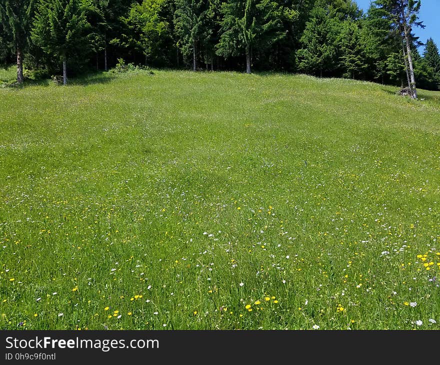 Field of wildflowers