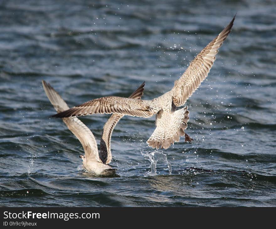 Gulls_05