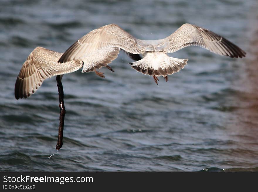 Gulls_04