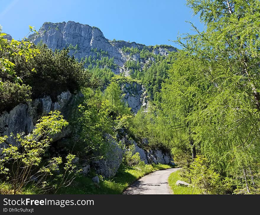 Lush mountain trail