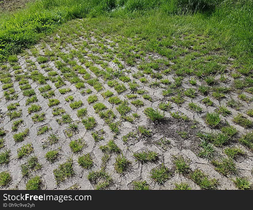 Plant, Plant community, Botany, Agriculture, Groundcover, Shrub