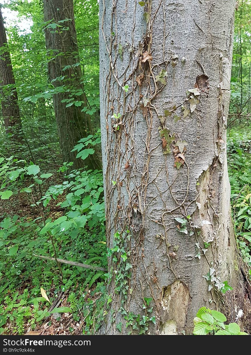 Plant, Tree, Terrestrial plant, Trunk, Natural landscape, Wood