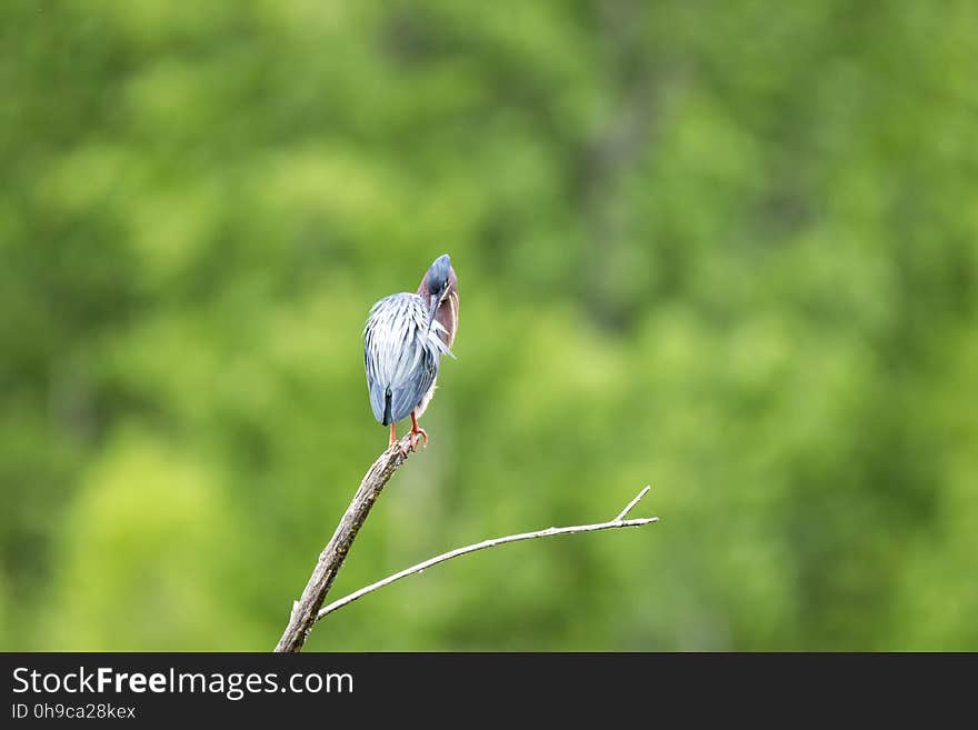 Oiseau &#x28;HÃ©ron Vert&#x29; 1127