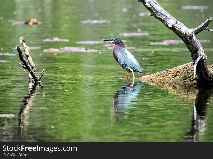 Oiseau &#x28;Héron Vert&#x29; 1087