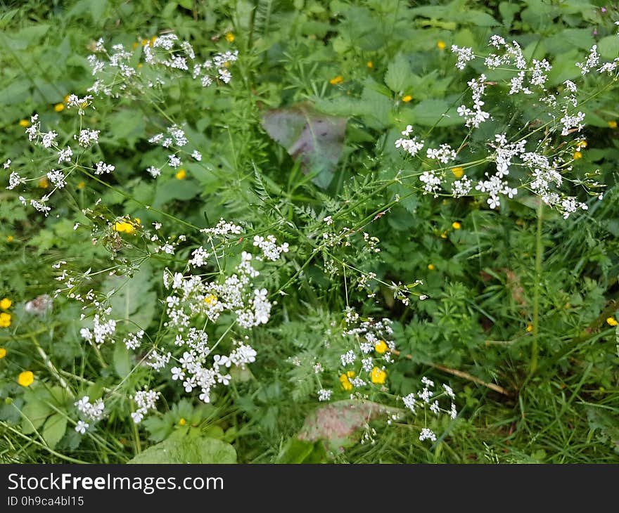 Flower, Plant, Leaf, Botany, Grass, Groundcover