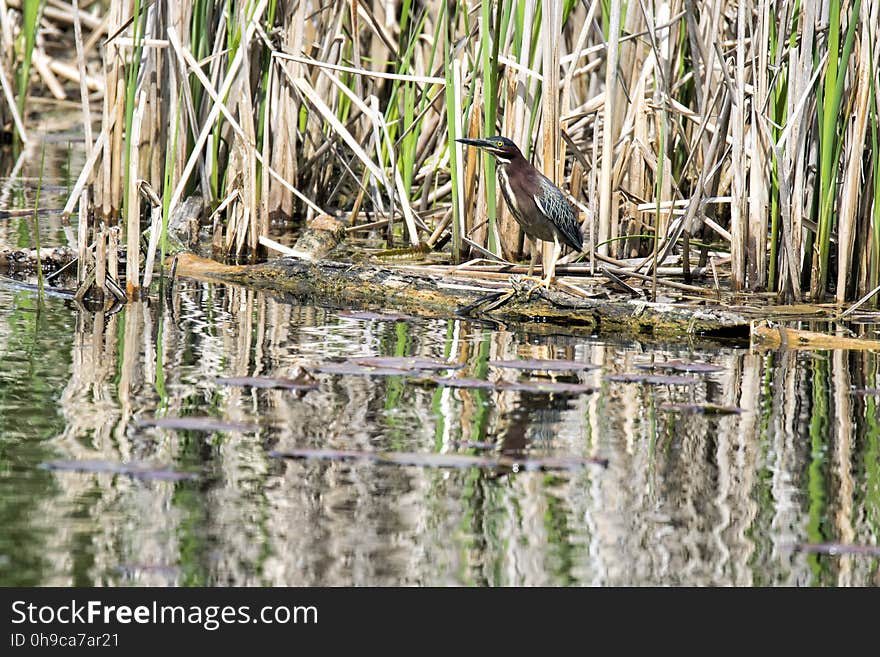 Oiseau &#x28;HÃ©ron Vert&#x29; 1085