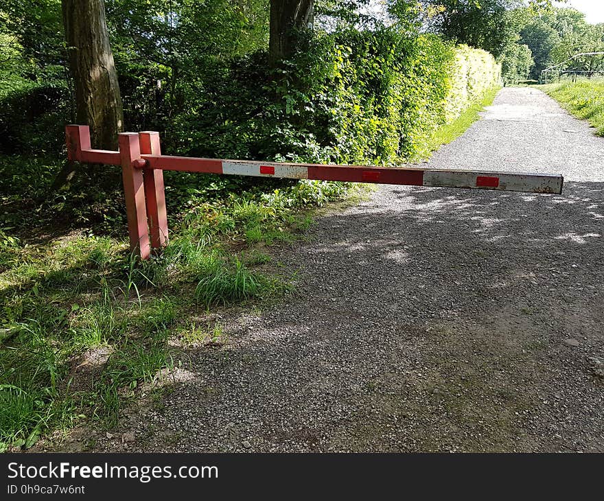 Plant, Tree, Road surface, Natural landscape, Wood, Asphalt