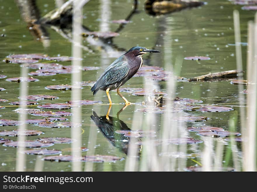 Oiseau &#x28;Héron Vert&#x29; 1091