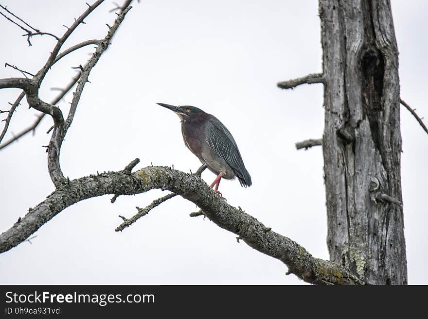 Oiseau &#x28;HÃ©ron Vert&#x29; 1083