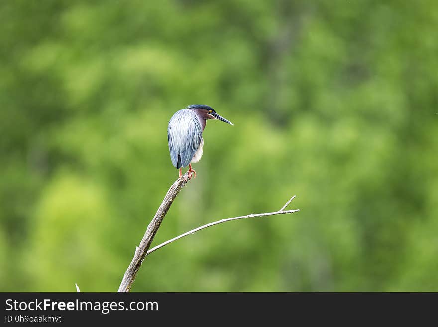 Oiseau &#x28;HÃ©ron Vert&#x29; 1126