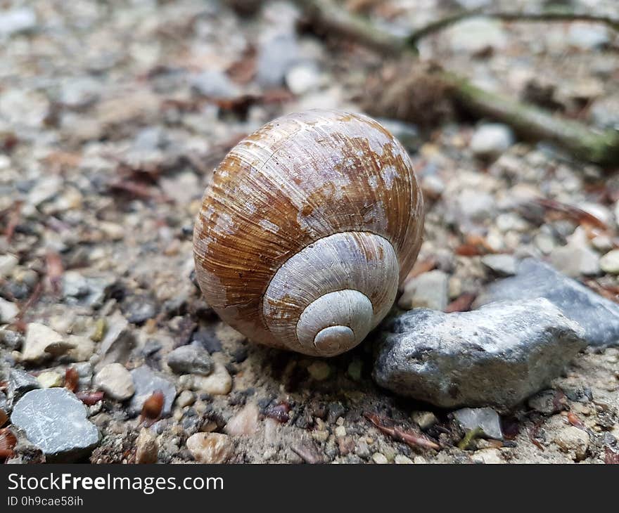 Snail, Natural material, Wood, Shell, Terrestrial animal, Snails and slugs