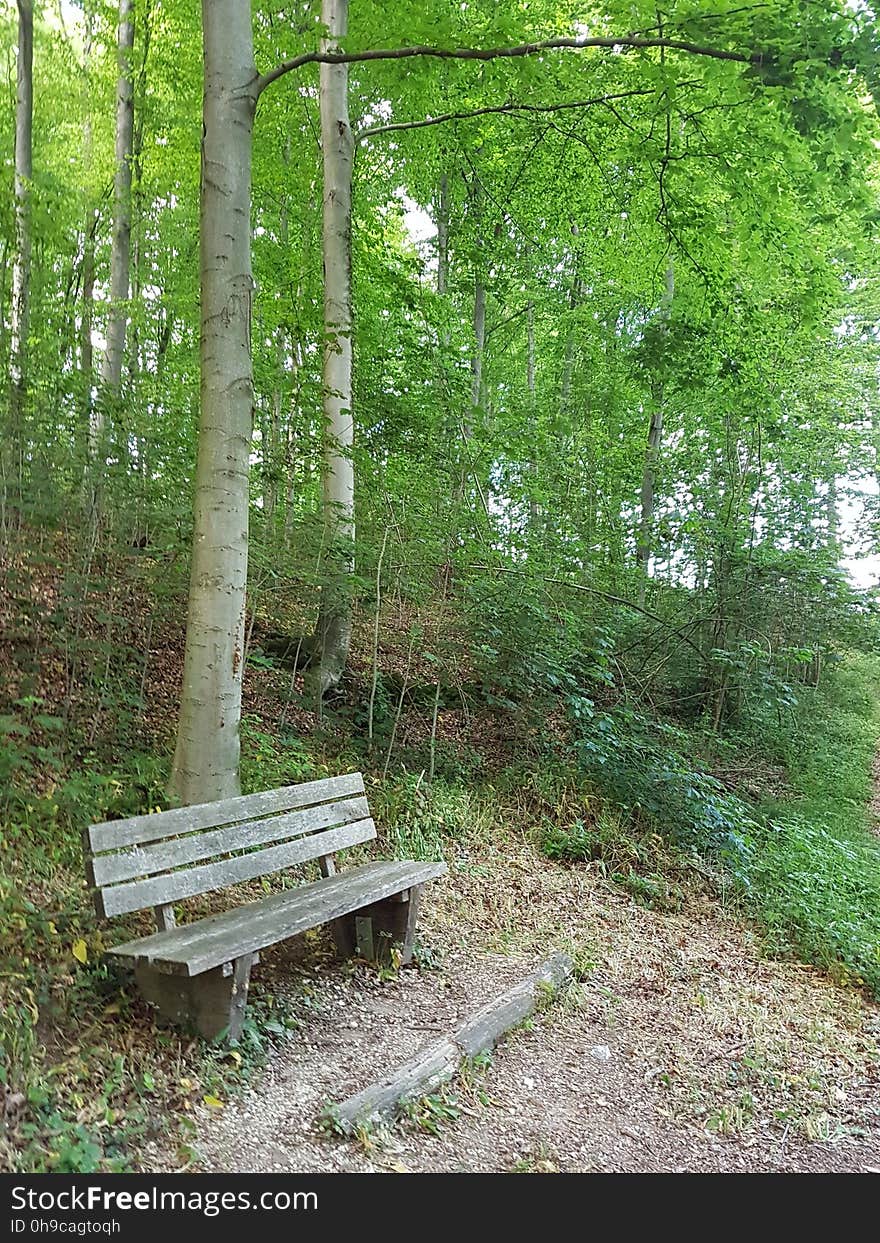 Plant, Outdoor bench, Plant community, Leaf, Botany, Tree