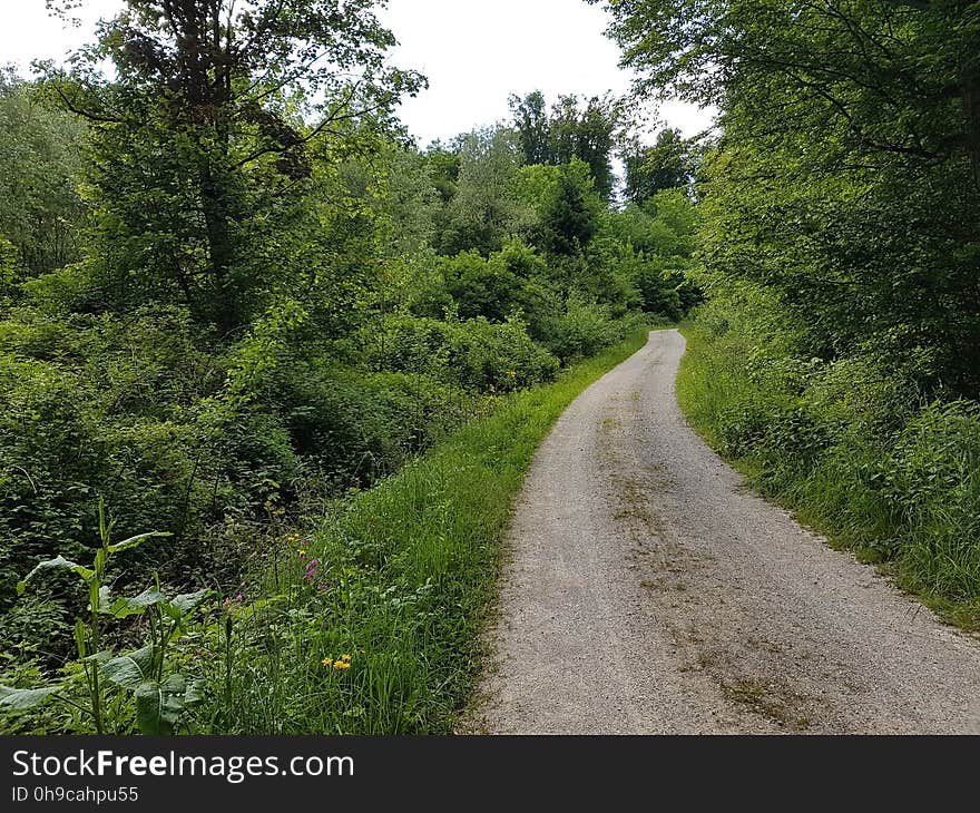 Plant, Tree, Natural landscape, Sky, Land lot, Road surface