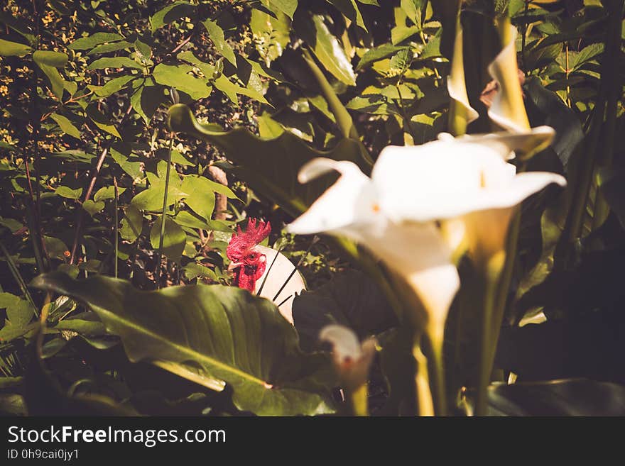 Plant, Petal, Botany, Branch, Sunlight, Terrestrial plant