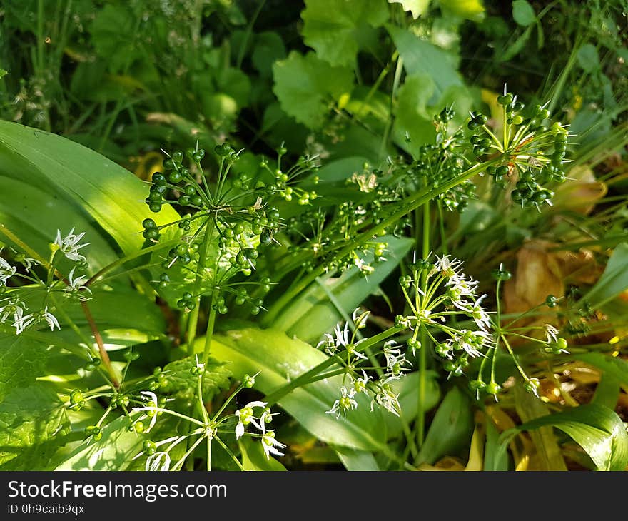 Plant, Flower, Terrestrial plant, Grass, Tree, Flowering plant