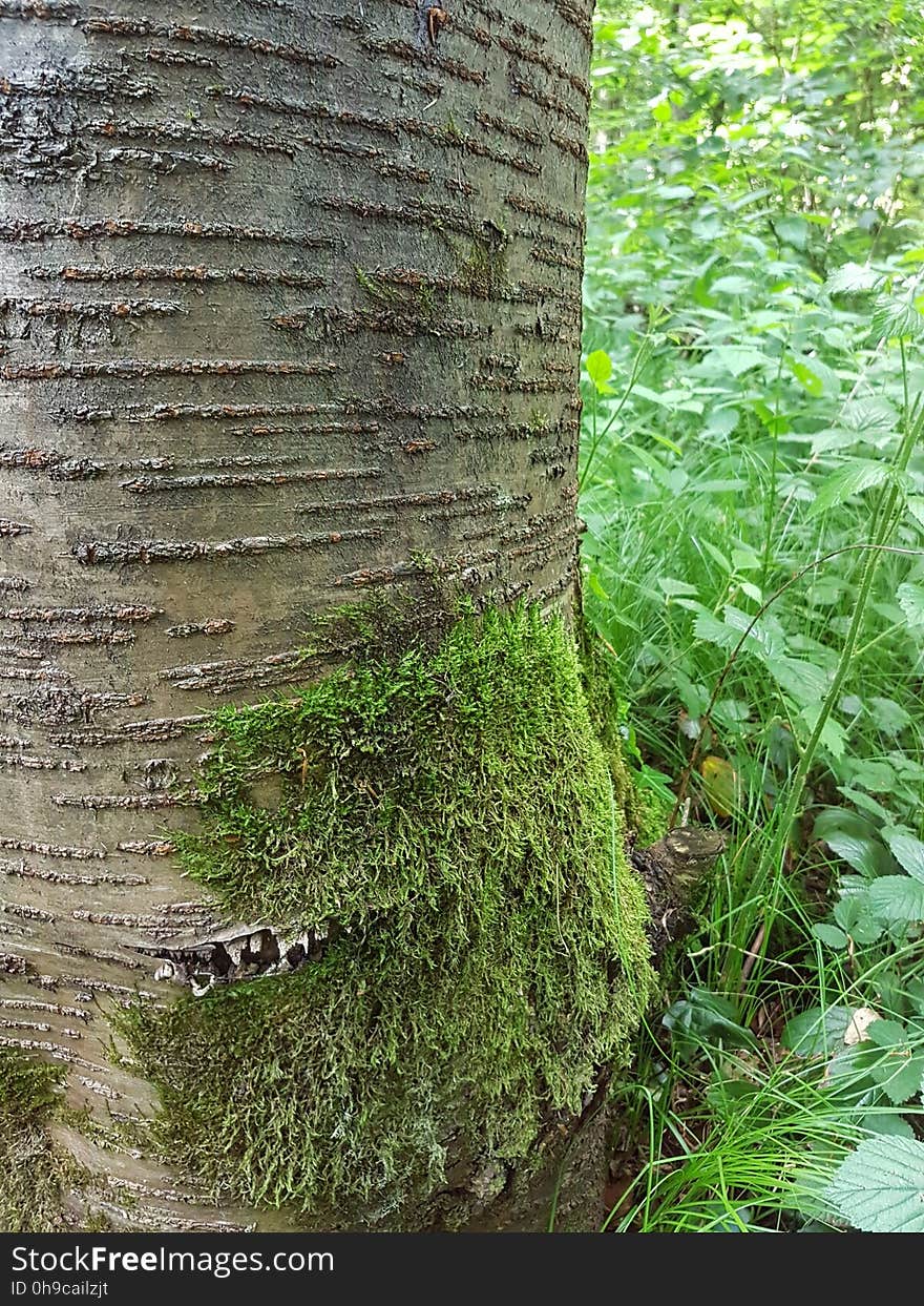 Plant, Terrestrial plant, Tree, Trunk, Grass, Natural landscape