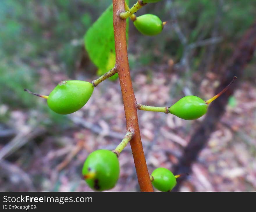 Ulladulla Wildflower Reserve, NSW, Australia. Ulladulla Wildflower Reserve, NSW, Australia