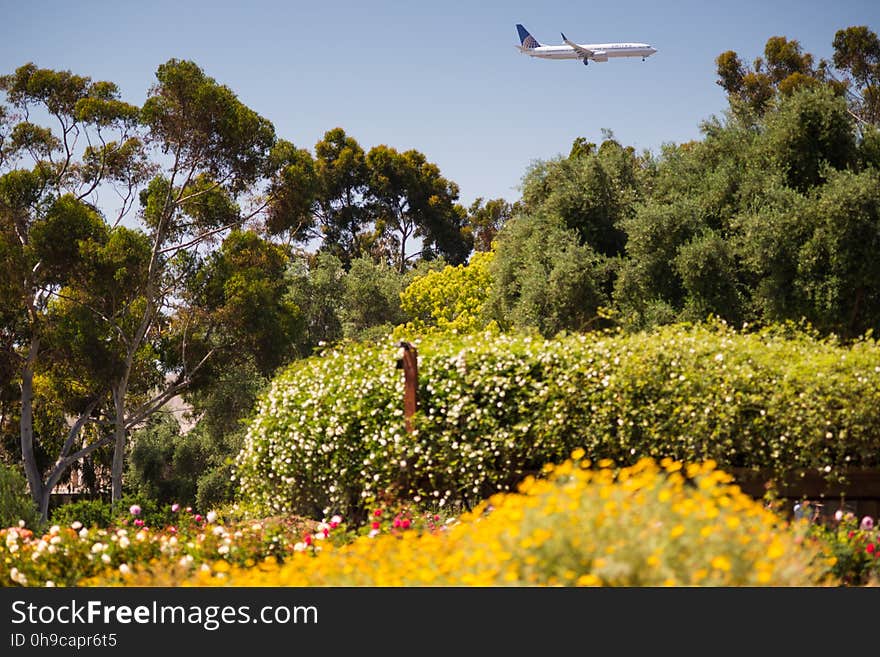 A view of a United Airlines flight over Balboa Park, coming in for a landing in San Diego. What a contrast here. I can&#x27;t help but think of the beauty and wonderful fragrance of the plantings here in Balboa Park, with Eucalyptus Trees reaching to the sky, in contrast with all of the recent ugliness represented by United Airlines. A view of a United Airlines flight over Balboa Park, coming in for a landing in San Diego. What a contrast here. I can&#x27;t help but think of the beauty and wonderful fragrance of the plantings here in Balboa Park, with Eucalyptus Trees reaching to the sky, in contrast with all of the recent ugliness represented by United Airlines.